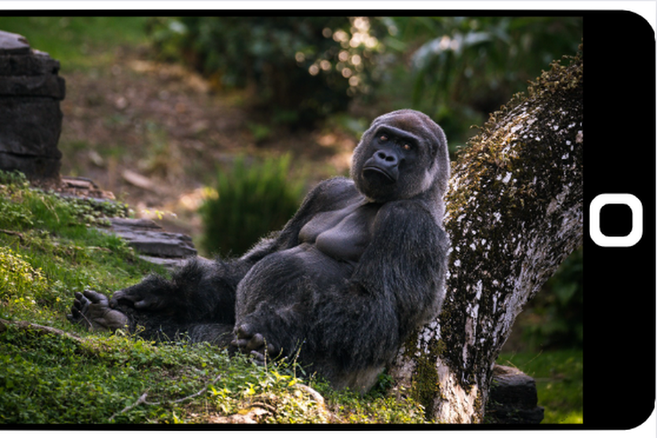 'My Gorilla Family' App presents exciting virtual viewership of Bwindi mountain gorillas/Pexels