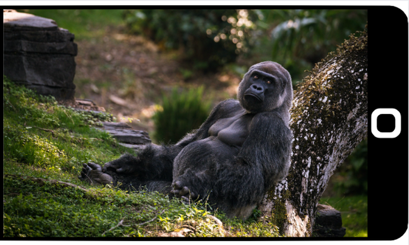 'My Gorilla Family' App presents exciting virtual viewership of Bwindi mountain gorillas/Pexels