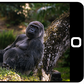 'My Gorilla Family' App presents exciting virtual viewership of Bwindi mountain gorillas/Pexels