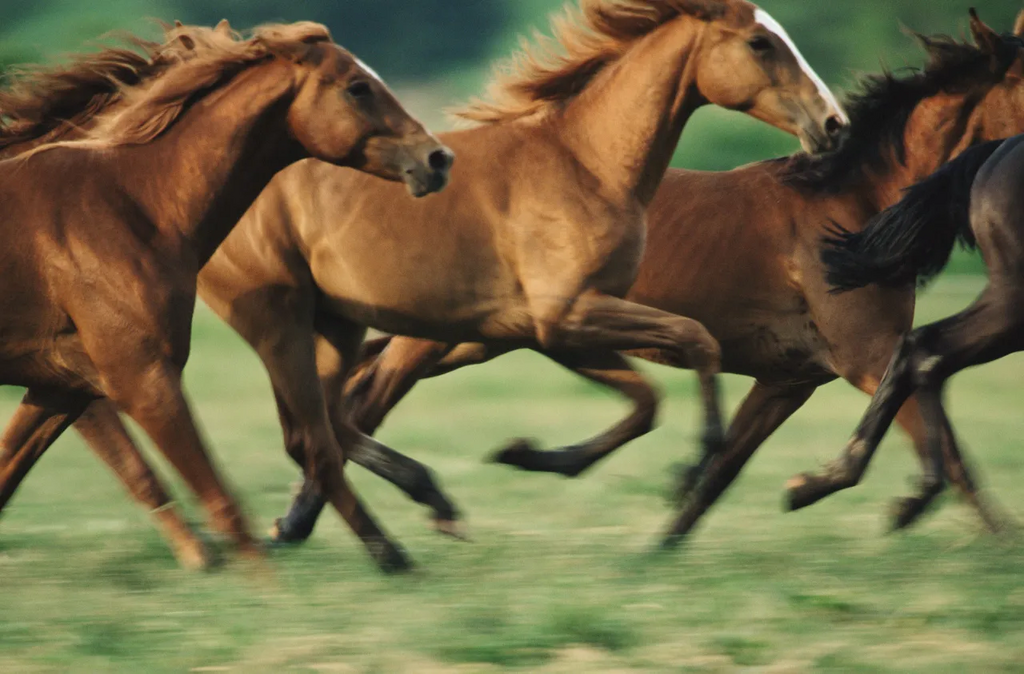 Horses have one of the best memories [newyorker]
