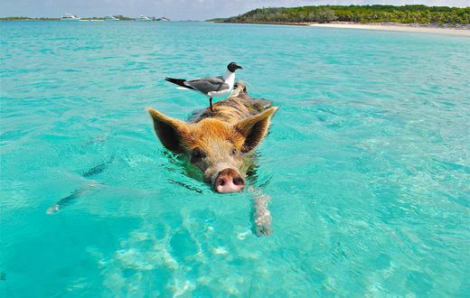 5 foods to avoid before diving in/Pexels