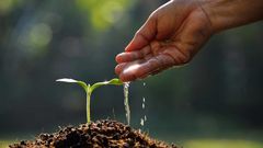 Plant a tree today [Linkedin]