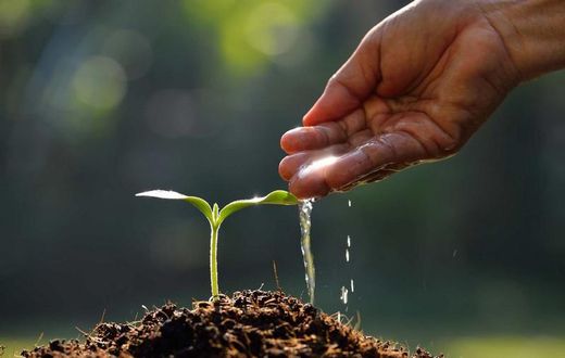 Plant a tree today [Linkedin]