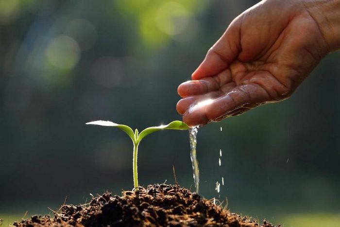 Plant a tree today [Linkedin]