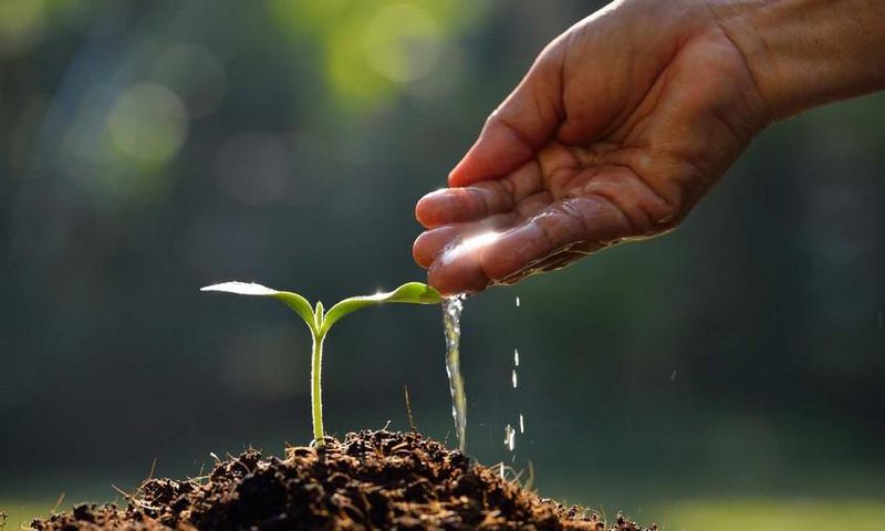 Plant a tree today [Linkedin]