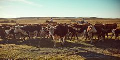 Grass-fed cattle