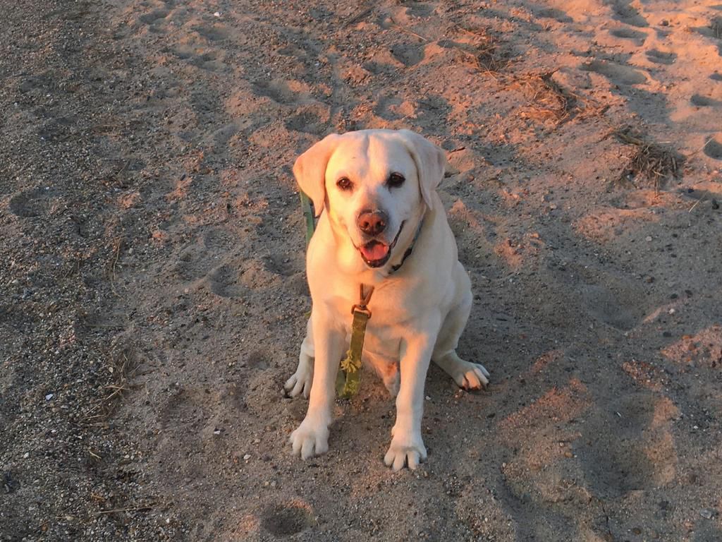 A yellow Labrador.