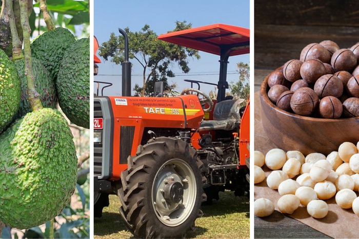 NAADS’ new strategy boosts awaiting pool of Hass avocado and Macadamia stakeholders/Courtesy