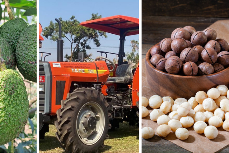 NAADS’ new strategy boosts awaiting pool of Hass avocado and Macadamia stakeholders/Courtesy
