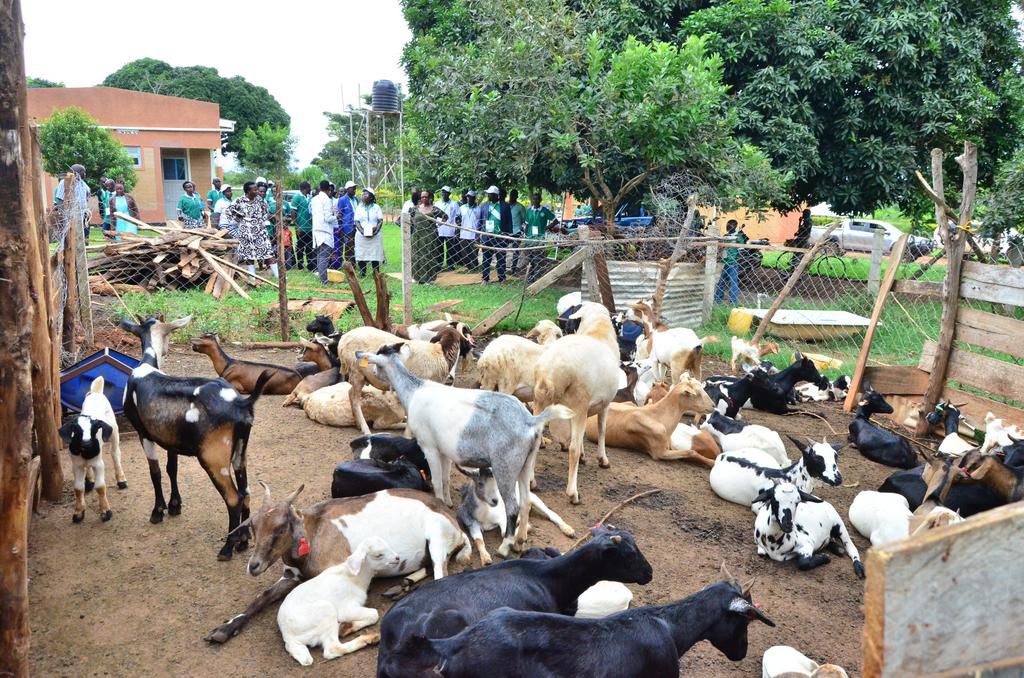 The women's group is also involved in goat rearing