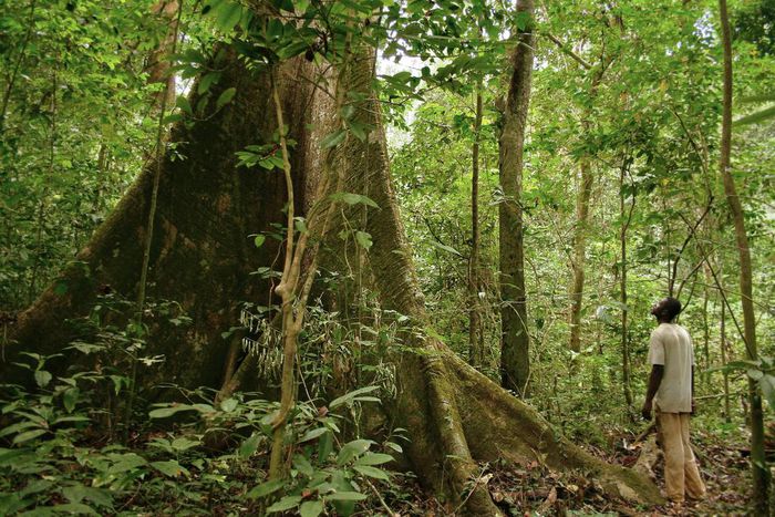 10 African countries with the highest forest concentration