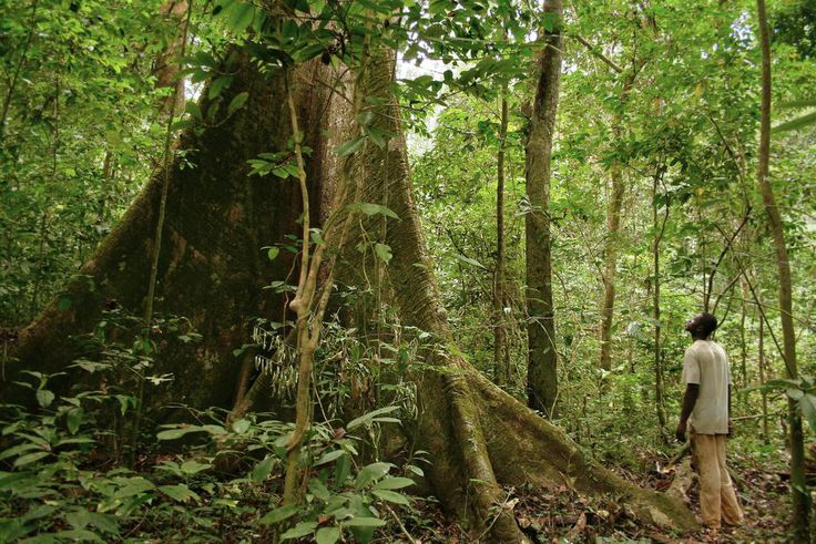 10 African countries with the highest forest concentration