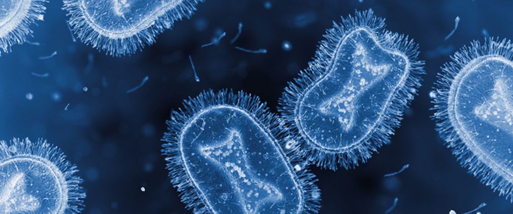 The Mpox virus