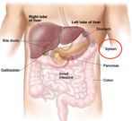 A diagram showing body organs