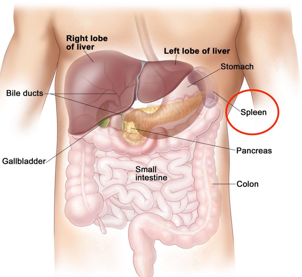 A diagram showing body organs