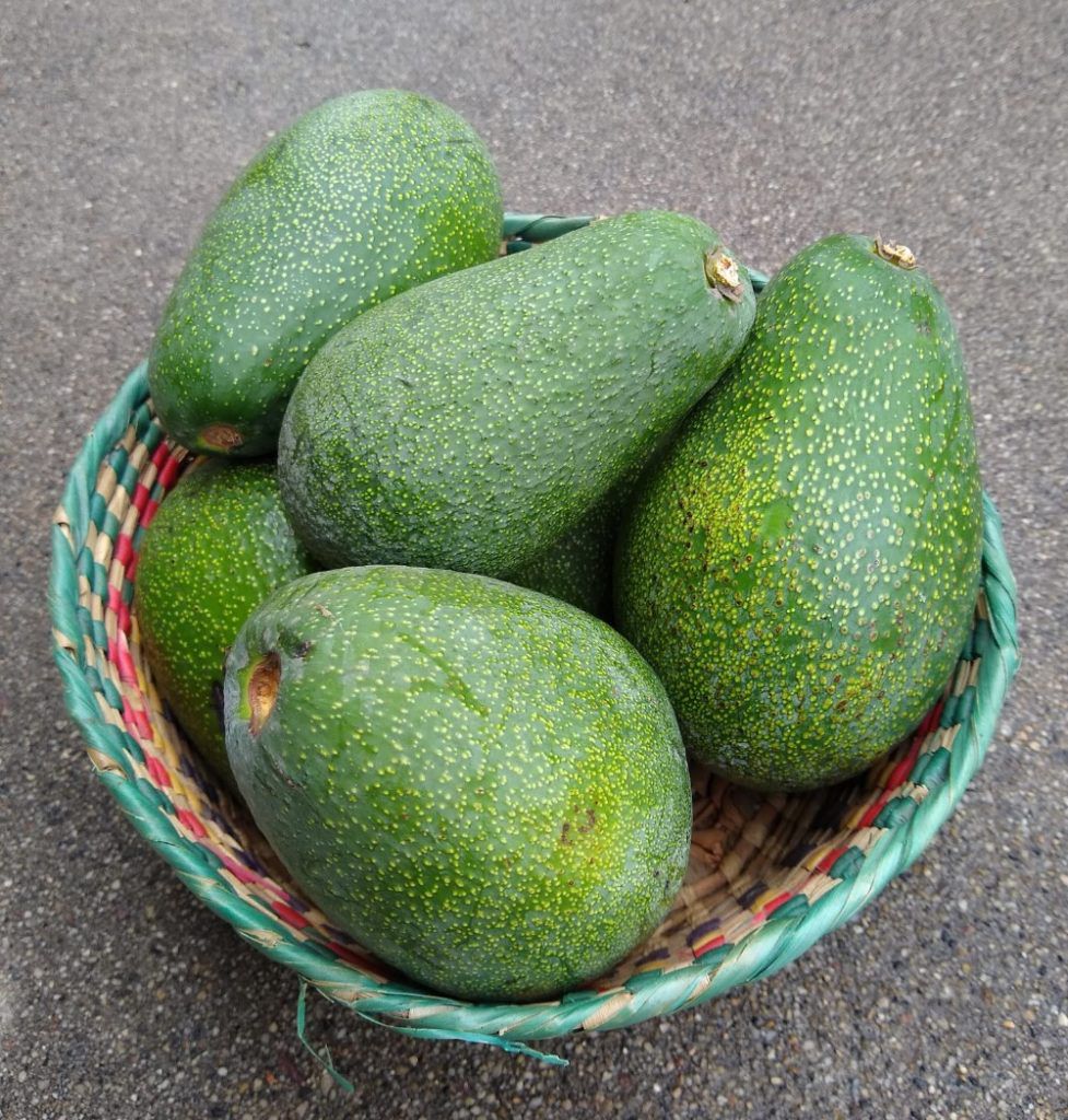 A basket of fuerte avocados