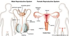 Diagram showing male and femal reproductive health system