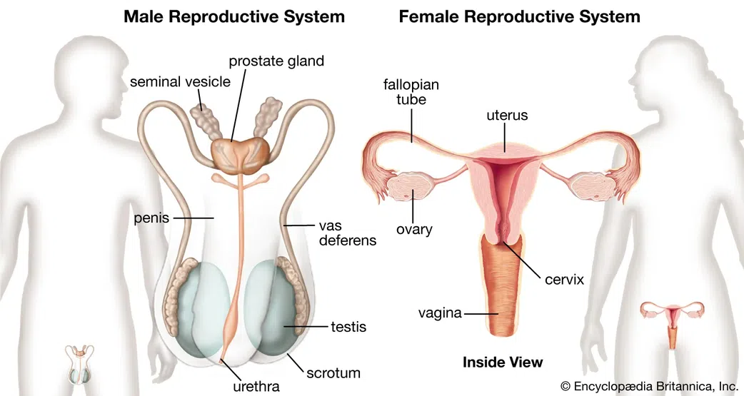 Diagram showing male and femal reproductive health system