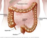 Colon