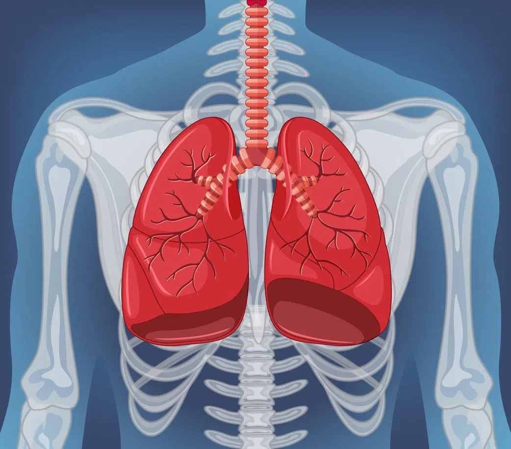 Lungs diagram