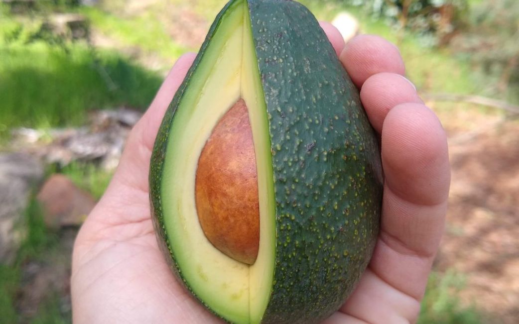 A fuerte avocado