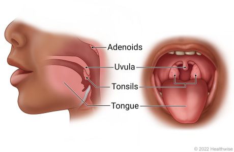 Tonsils diagram