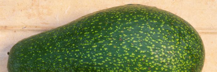 The bright green skin of the fuerte