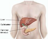 Diagram showing gall bladder