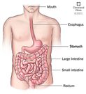 A diagram showing the stomach