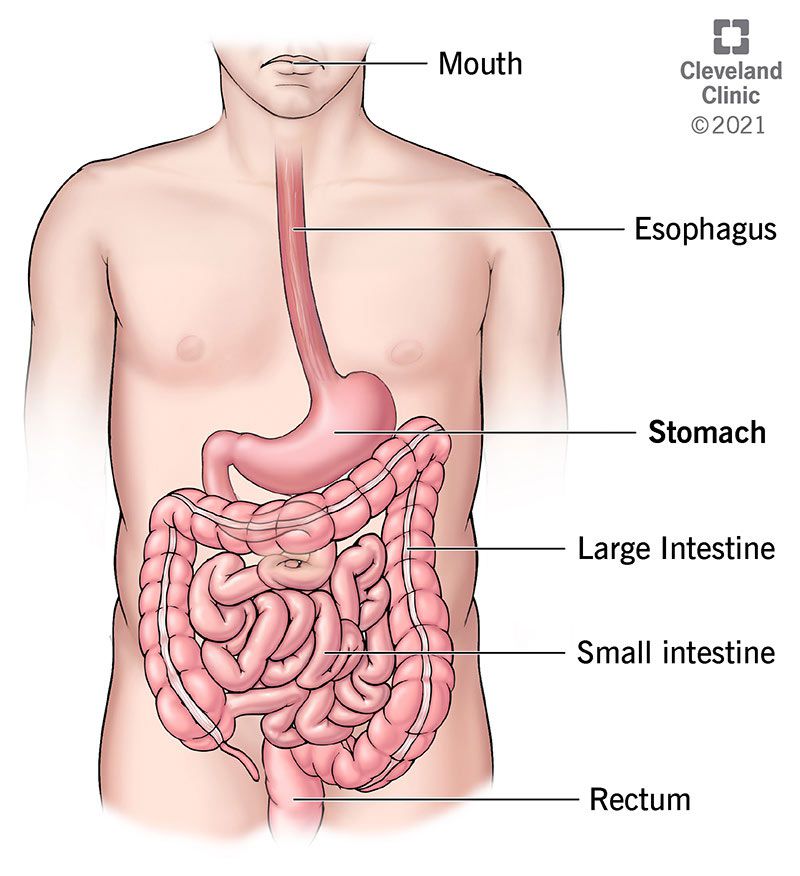 A diagram showing the stomach