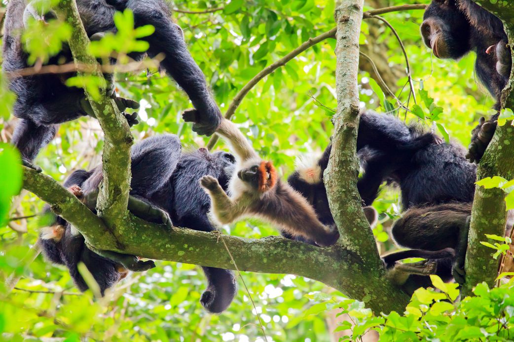 Chimpanzees hunt and consume smaller monkeys