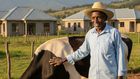 An AI-generated image of a man looking at a Fresian cow
