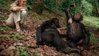 Jane Goodall discoveries that changed how we view chimpanzees