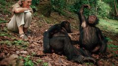 Jane Goodall discoveries that changed how we view chimpanzees