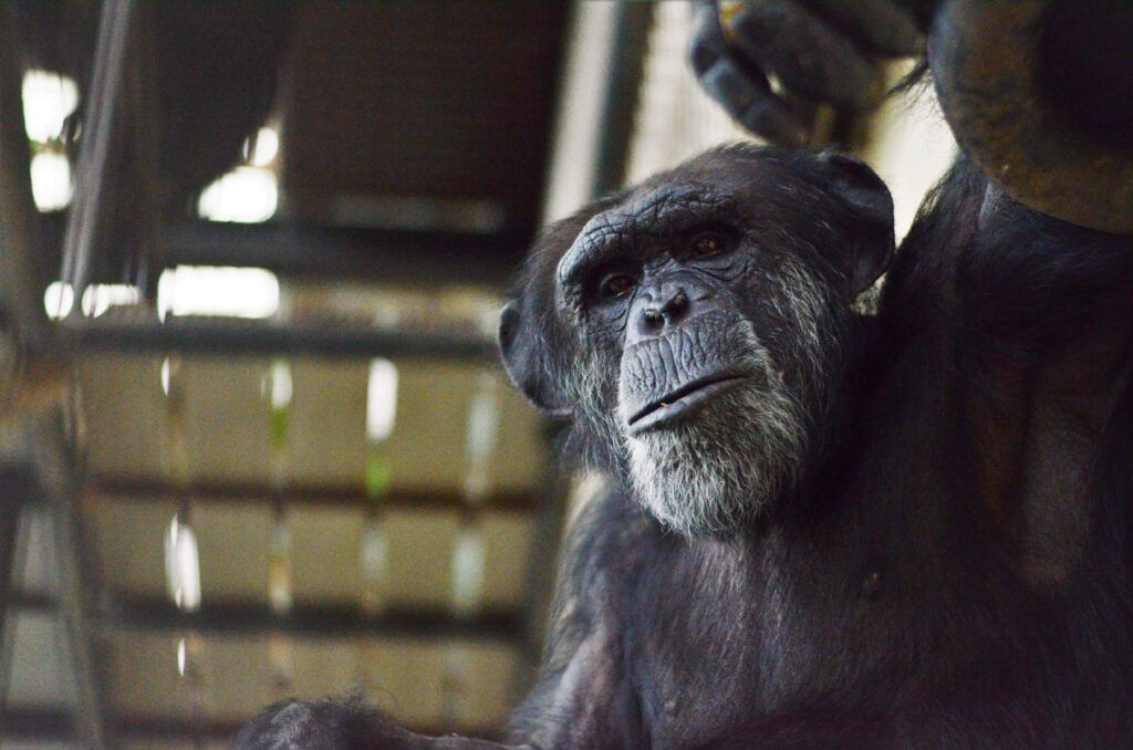 Alpha Kirk, also known as 'Captain Kirk,' is the alpha chimpanzee of the Chimps Ahoy villa at Project Chimps, a sanctuary for rescued chimpanzees