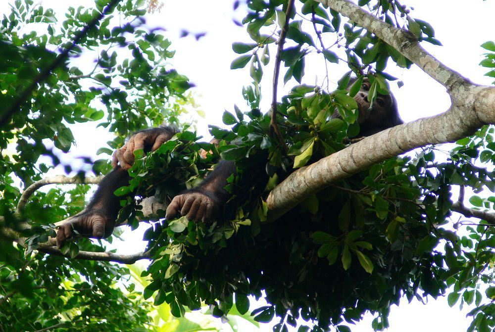 Chimpanzees construct nests from branches and leaves