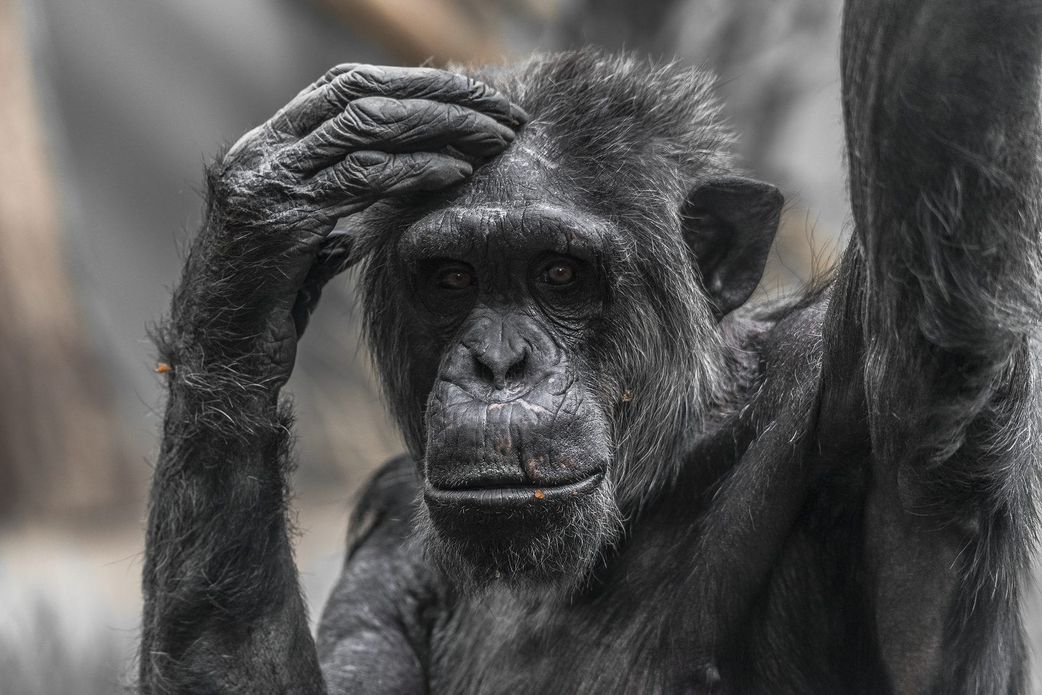 Each chimpanzee displays unique traits