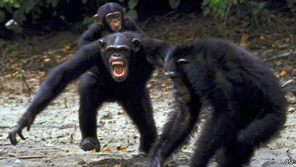 Goodall noted chimpanzees expressing strong emotions