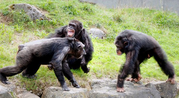Chimpanzees use violence to change or maintain social order