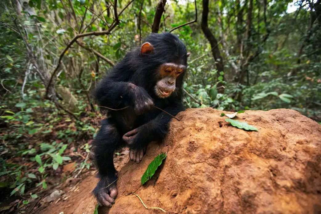 Goodall observed chimpanzees modifying twigs to extract termites from mounds