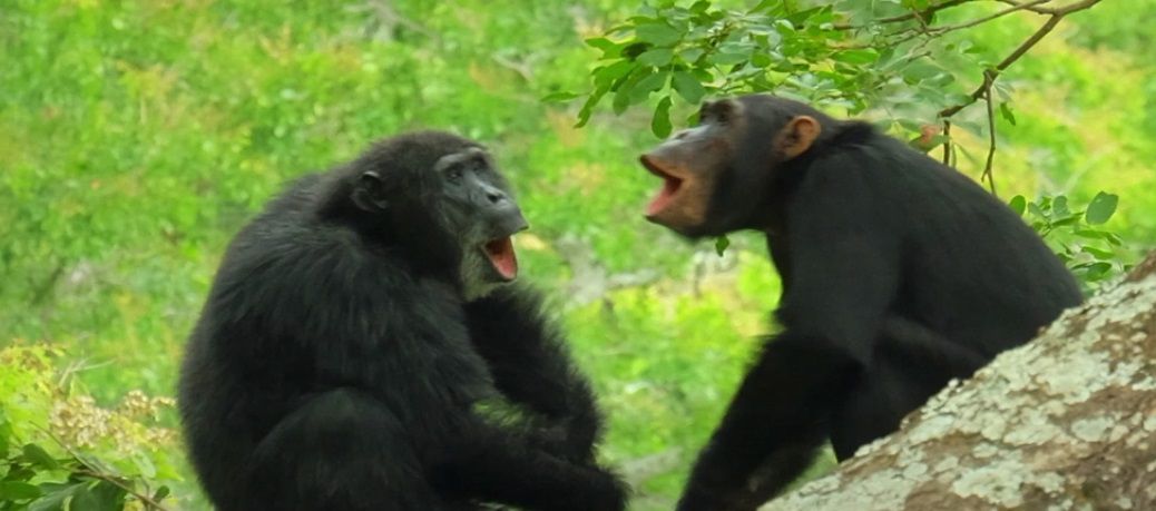 Goodall identified a variety of calls made by chimpanzees