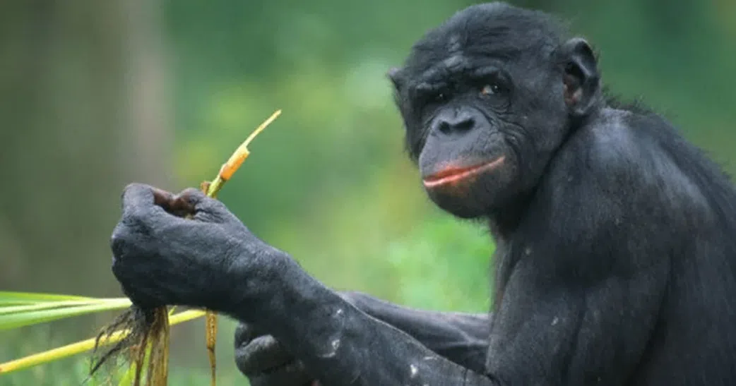 Goodall observed knowledge of self-medication among chimpanzees