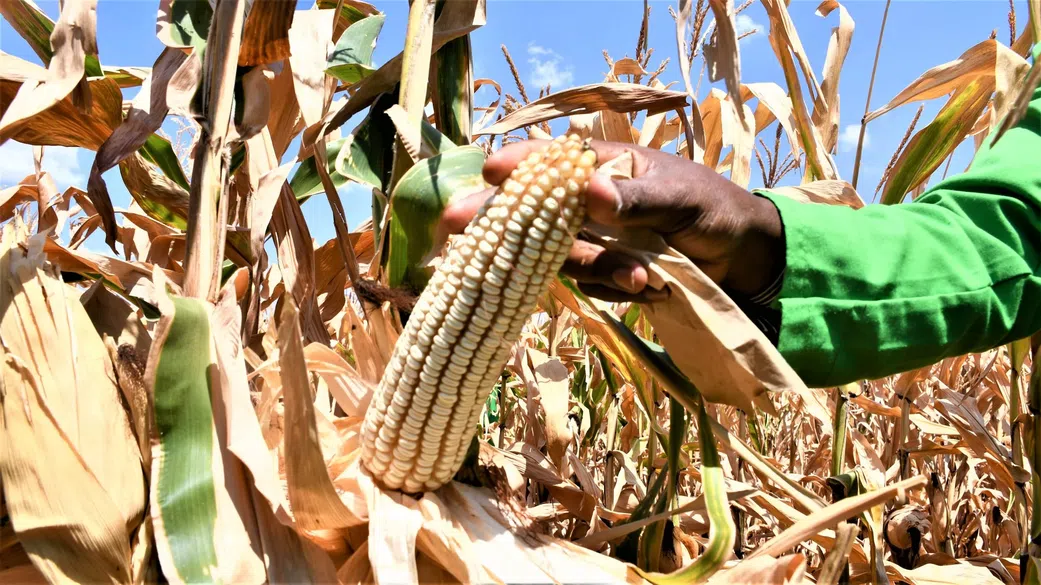 A farmer tending to their maize plantation
