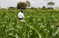A farmer tending to their maize plantation