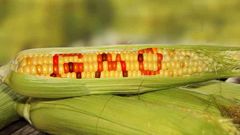 A maize cob
