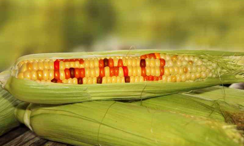 A maize cob