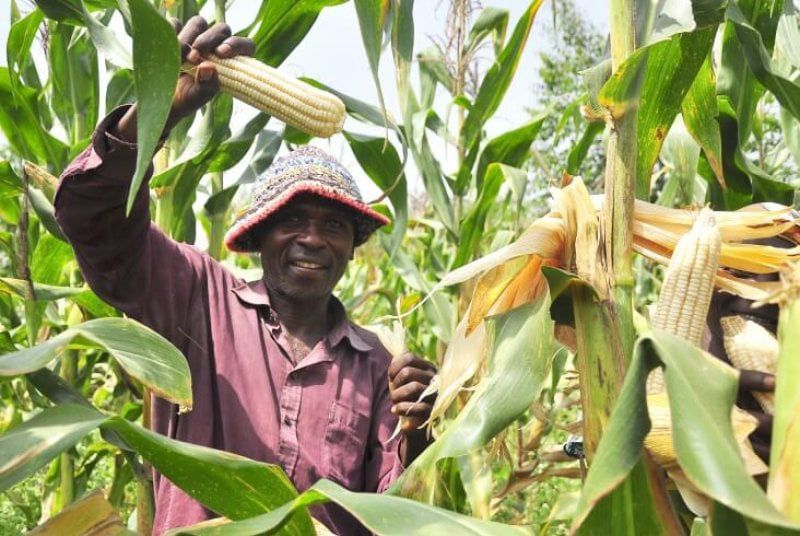 A farmer tending to their maize plantation