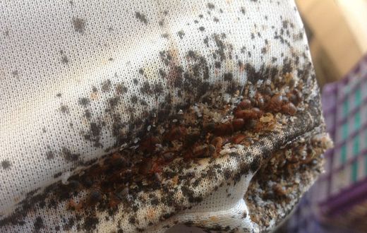 Bedbugs