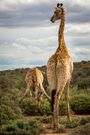 A file image of giraffes in the wild