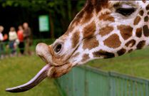 A file image of a giraffe's tongue